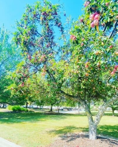 AC9h4nolEJgYVO6P1P5ibIyg3uw0sqqhsq8prcxqOgRZv5NPM9Qbe1TaQmWLyPGKKSU1fG9yjvtN6a9kkG1olIVe84RkPdZisVCc7p73N0j3qXJ2Ra9bBWPXdVhnjHX 9hK9X0Phs3qfw1600 h1000 k no