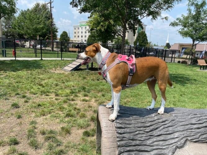 AC9h4npTt3pe nmopJO2hHwocyTiZ53ffO4AjlIQzmuwFUAf1fjwM5cKCZgNfOBR5VGoBpi MwEQPALnXL7fAKHOqLaK2 lTPTJddlE5i1FYwytIpivkIwgSVLi Pvxbj wTwVQpwfLM2gw1600 h1000 k no