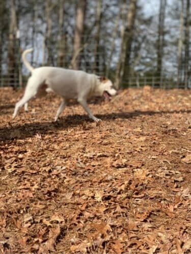 AF1QipM1zv886GAzHwxxp9QuyIA aFIqCV  YVWN0trgw1600 h1000 k no