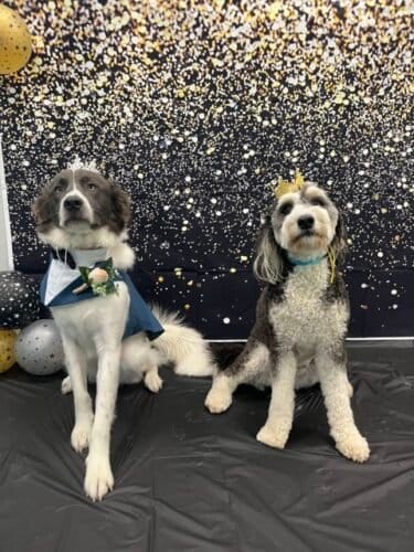 AF1QipO4ASFNBBuopsHgVD2VTdTU0E7 MTpJ2Vv443Iaw1600 h1000 k no