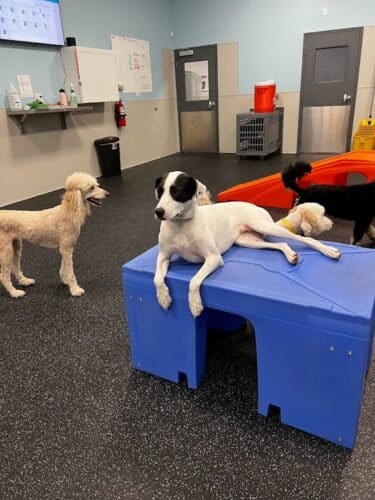 AF1QipPzYlmut0a41DRu51xaVh5Cfc VpjZIeFYjjb5Lw1600 h1000 k no